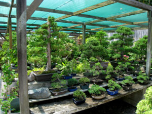 Yamaguchi Bonsai Nursery